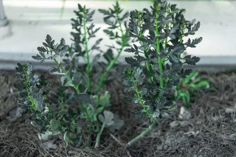 Dark Green Plants in Pine Needle Bed Stock Photos