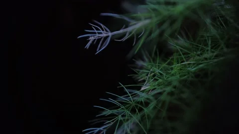 Dark Green Serene Branches Background  Stock Footage 203426406