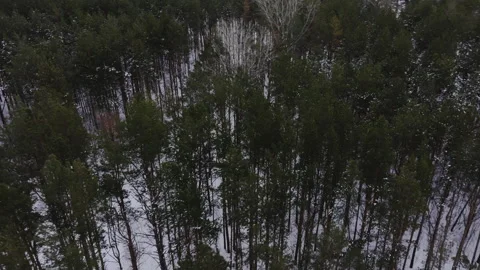 Dark green spruces in dense forest on frosty winter day Vídeo Stock 283371684