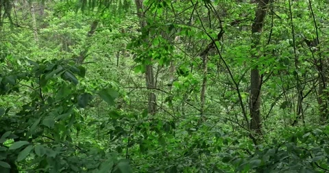Dark green summer forest, trees and plants swaying from the strong wind Stock Footage 199463826