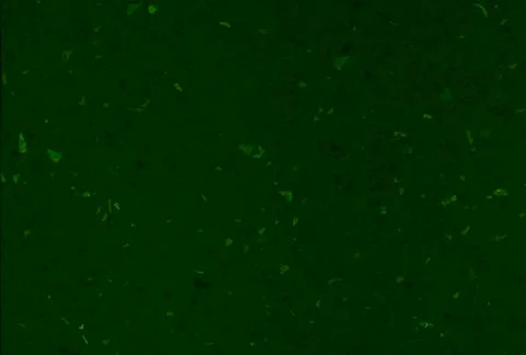 Dark green texture background backdrop for graphic design Stock Photos