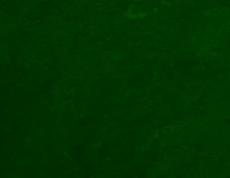 Dark green texture background backdrop for graphic design Stock Photos