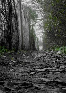 Dark green trail 库存照片