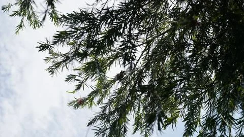 Dark Green Tree Branches With Small Red Flower Against Bright Sk Foto stock