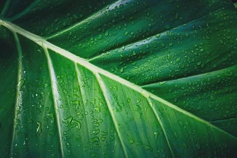Dark green tropical leaf texture with water drops close up Punta Cana,Dominican Photos