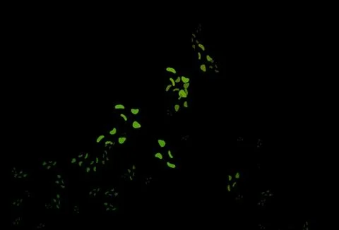 Dark Green vector backdrop with abstract shapes. 스톡 일러스트