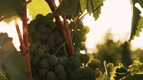 Dark green vine against the backdrop of bright sunlight Stock Footage 144622584