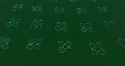 Dark Green Water Perspective Shift Fish Breeding Nets Fresh Water Eastern Europe Video stock 289419544