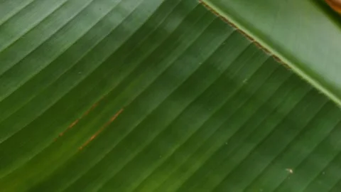 Dark Green Wavy Leaf Texture with Subtle Ridges Stock Footage 340305073