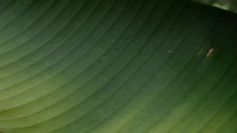 Dark Green Wavy Leaf Texture with Subtle Ridges Stock Footage 343234142