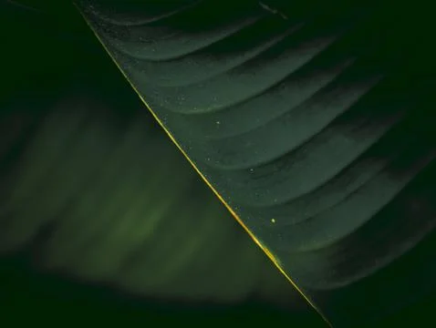 Dark Green Wavy Leaf Texture with Subtle Ridges, Close-Up Tropical Plant Deta Stock Photos