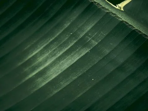 Dark Green Wavy Leaf Texture with Subtle Ridges, Close-Up Tropical Plant Deta Stock Photos