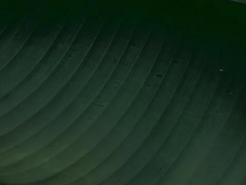 Dark Green Wavy Leaf Texture with Subtle Ridges, Close-Up Tropical Plant Deta Stock Photos