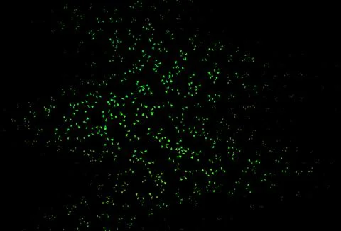 Dark Green, Yellow vector pattern with polygonal style. Stock Illustration
