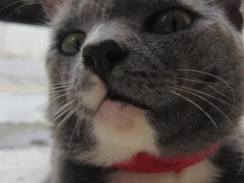The dark- grey cat with it's dramatic eyes Foto stock