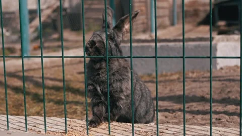 Dark Grey Domestic Rabbit Sitting Behind Green Wire Fence in Pen 스톡 동영상 339074249