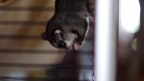 Dark grey flying squirrel hanging upside down eating snacks 스톡 동영상 165685663