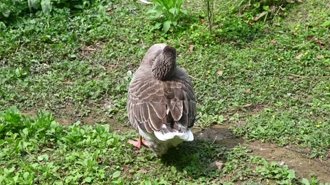 A dark grey goose stands in the grass preen its beautiful feathers Stock Footage 336903108