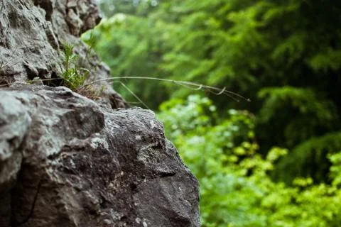 Dark grey rock with green trees in the summer forest outside the city.  Foto stock