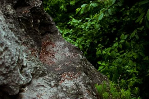 Dark grey rock with green trees in the summer forest outside the city.  Stock Photos