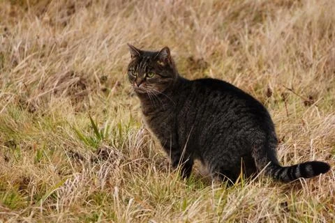 Dark grey tabby cat in the high dry grass on the field. Wild animal on the hu Stock Photos