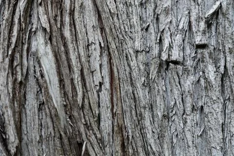Dark grey tree bark as background texture and wallpaper Foto stock