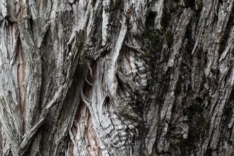 Dark grey tree bark as background texture and wallpaper Stock Photos