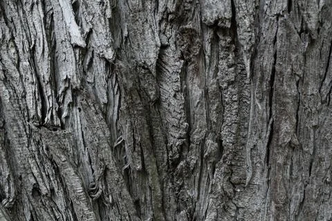 Dark grey tree bark as background texture and wallpaper Stock Photos