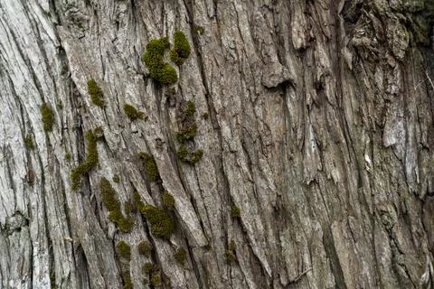 Dark grey tree bark as background texture and wallpaper Stock Photos
