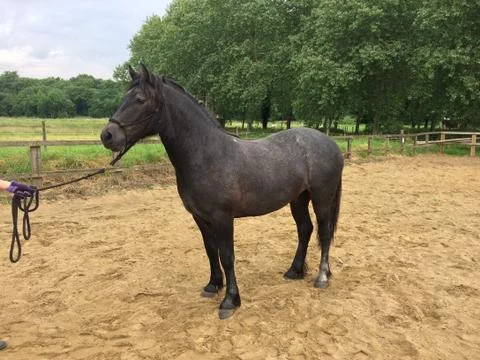 Dark, grey two year old highland pony Stock Photos