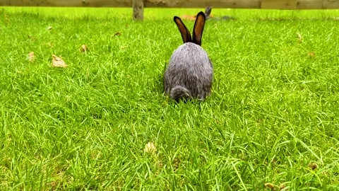 Dark grey Vienna Blue rabbit sitting and hopping on green grass outdoors. Cute d Stock-Footage 342330618
