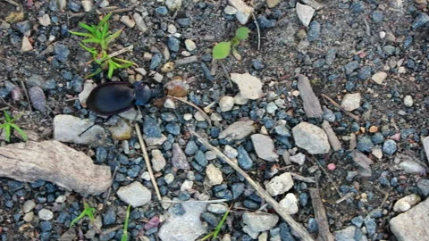 A Dark Ground Beetle Actively Runs Across A Path Covered In Small Stones And Gra 스톡 동영상 310738585