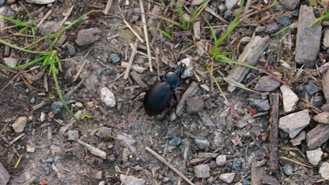 A Dark Ground Beetle Explores A Patch Of Forest Floor, Moving Among Grass Stock Footage 312962172