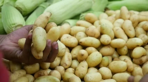 Dark hand selecting White Carrot "Mandioquinha" in a Brazilian supermarket Video stock 54260096