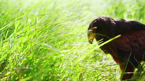 Dark hawk partially hidden in tall, vibrant green grass. Stock Footage 301069108