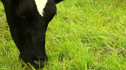 Dark head cow eats green grass, close-up Stock Footage 53144287