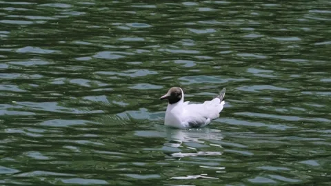 Dark headed gull floating on green rippling water in Tibet Stock Footage 345884533