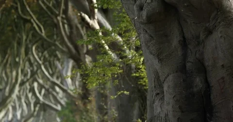 The Dark Hedges Stock Footage 81260658
