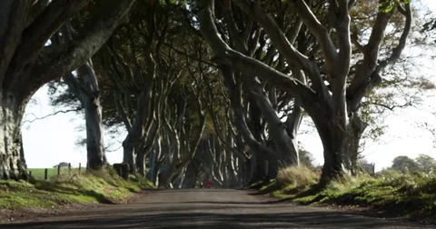 THE DARK HEDGES Stock Footage 81278501