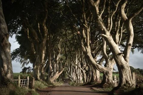 Dark Hedges from Game of Thrones Stock Photos