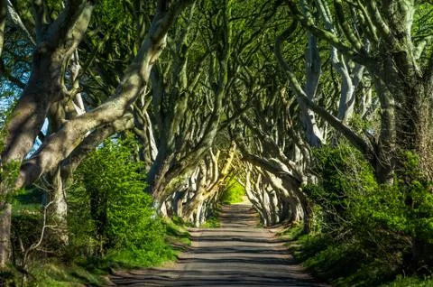 The Dark Hedges Stock Photos