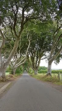 The Dark Hedges Stock Photos