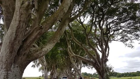 The Dark Hedges Stock Photos