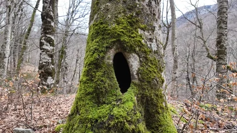A dark hollow in a moss-covered tree trunk in a forest. Stock Footage 317628308