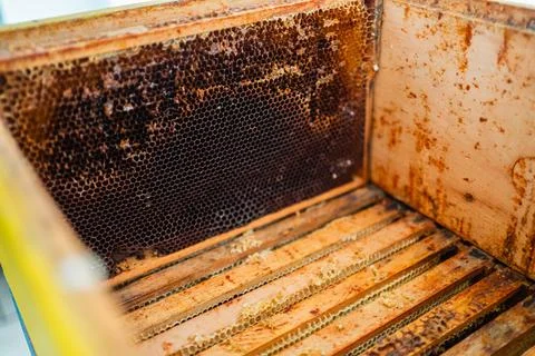 Dark Honeycomb Cells in a almost empty Wooden Beehive of a Beekeeper Stock Photos