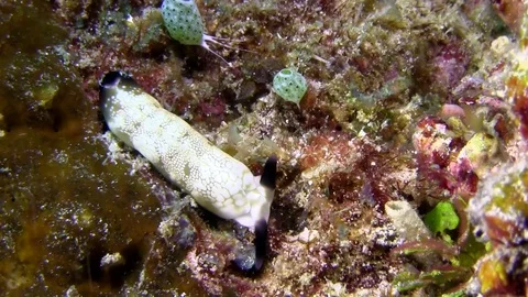 Dark-horned elysia in the night Lembeh strait Indonesia. Video stock 79358835