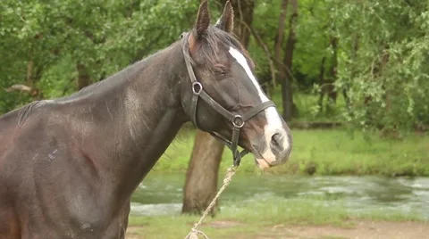 Dark horse 스톡 동영상 51364435