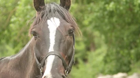 Dark horse Stock-Footage 51364436