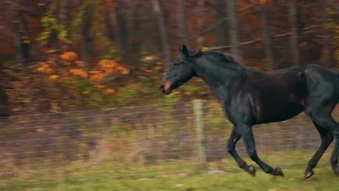 Dark horse galloping Stock Footage 152712513