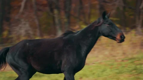 Dark horse galloping through field Stock Footage 152712592